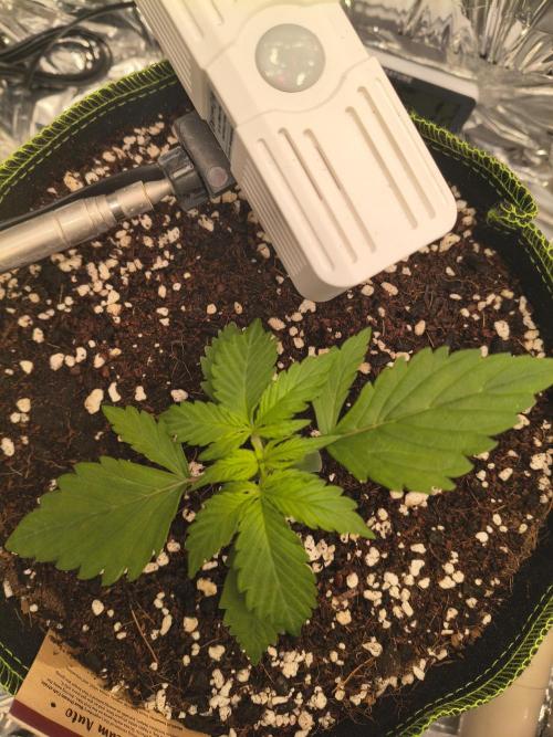 Blue Dream Auto. Week 1