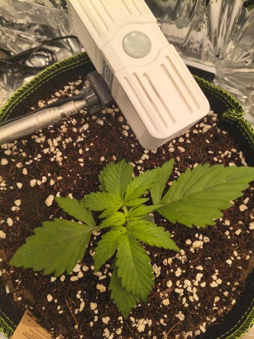 Blue Dream Auto. Week 1