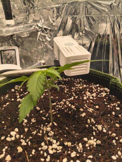Blue Dream Auto. Week 1