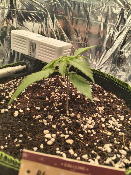 Blue Dream Auto. Week 1