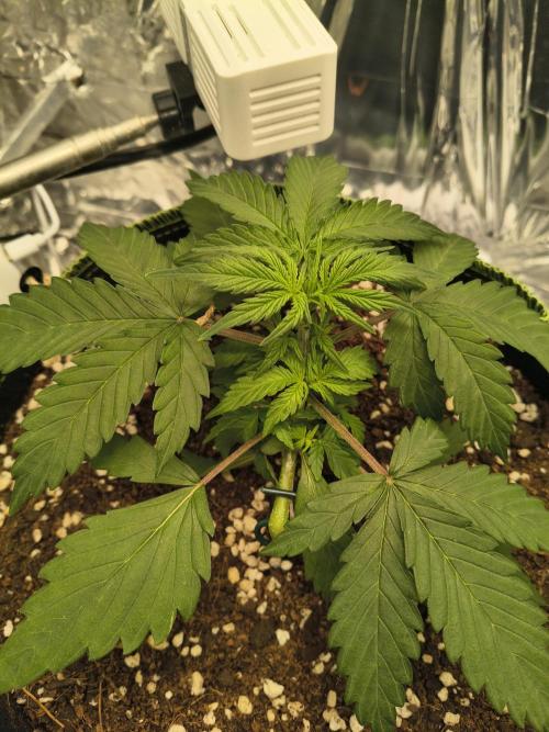 Blue Dream Auto. Week 2