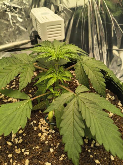 Blue Dream Auto. Week 2