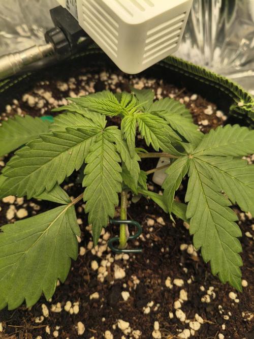 Blue Dream Auto. Week 2