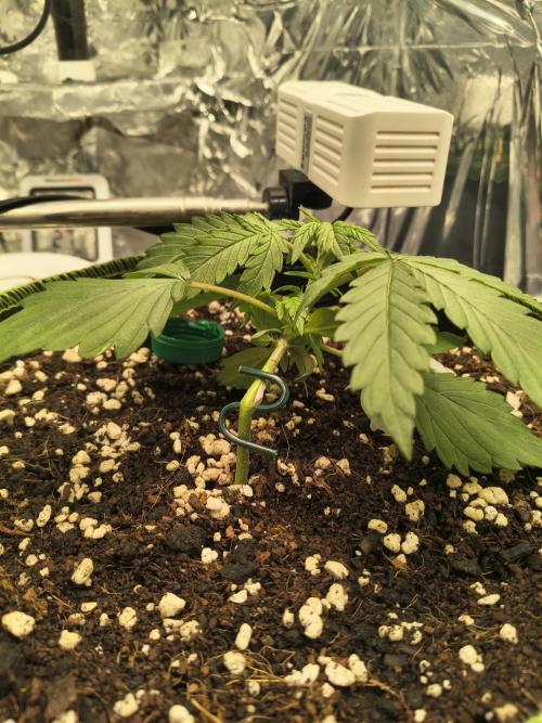 Blue Dream Auto. Week 2