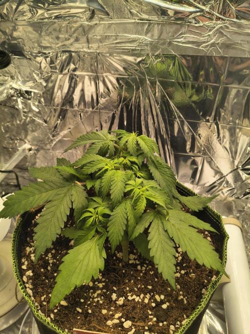 Blue Dream Auto. Week 3