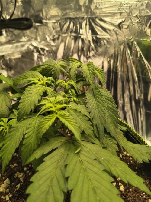 Blue Dream Auto. Week 3