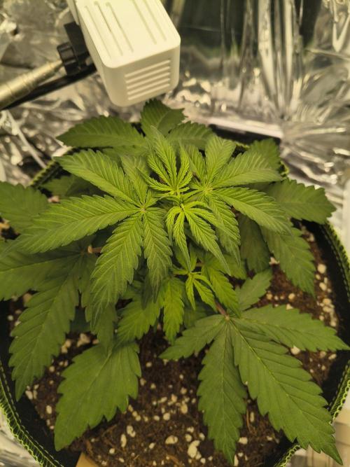 Blue Dream Auto. Week 3