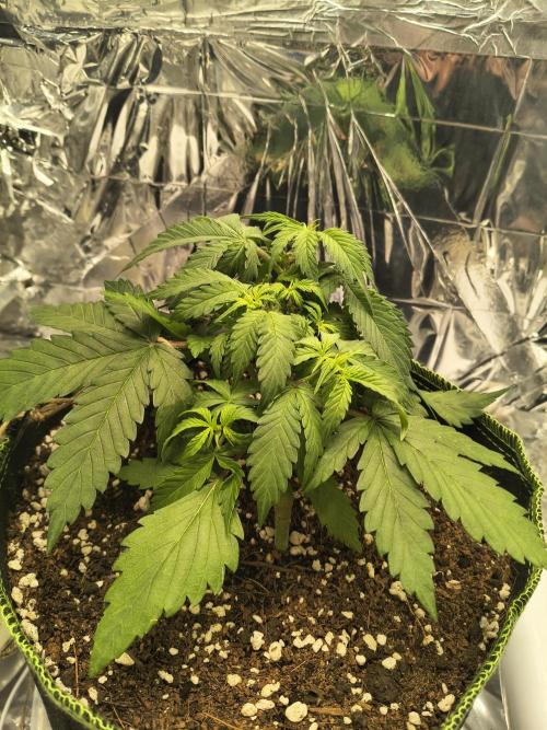 Blue Dream Auto. Week 4