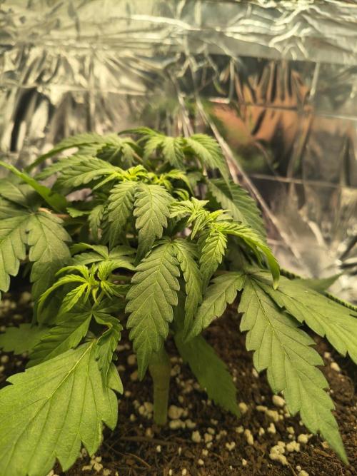 Blue Dream Auto. Week 4