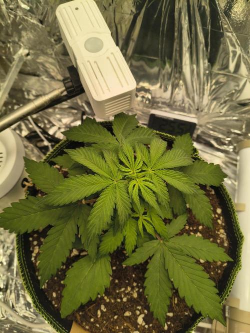 Blue Dream Auto. Week 4
