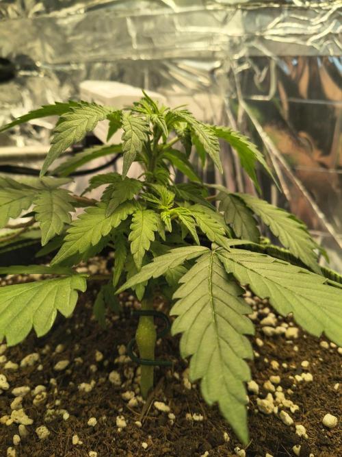 Blue Dream Auto. Week 4