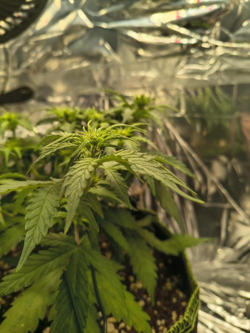 Blue Dream Auto. Week 5