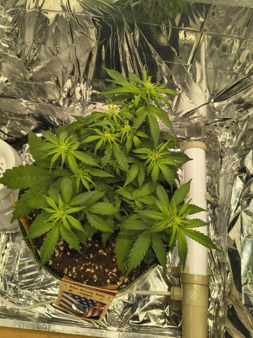 Blue Dream Auto. Week 5