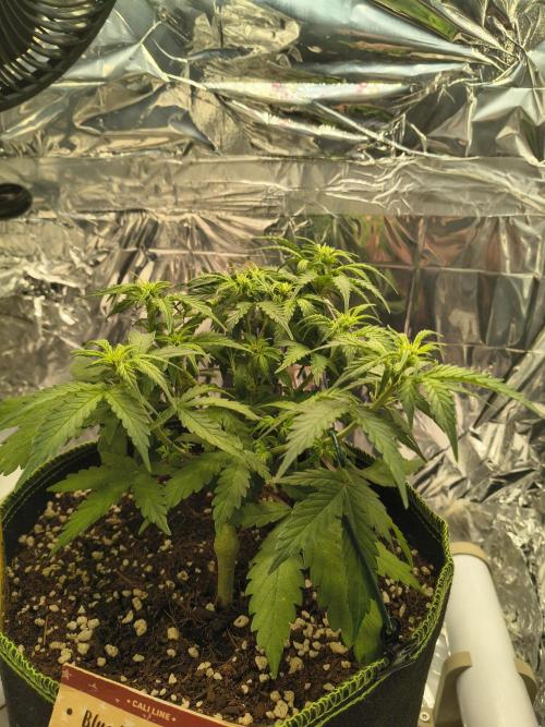 Blue Dream Auto. Week 5