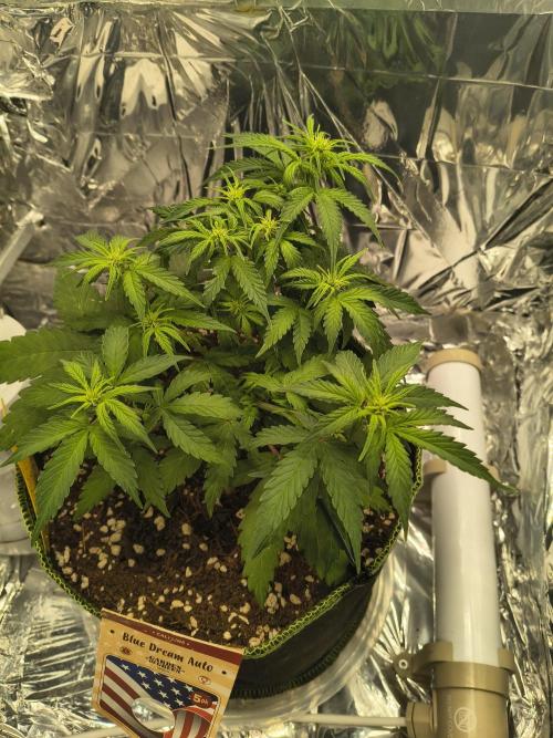Blue Dream Auto. Week 5