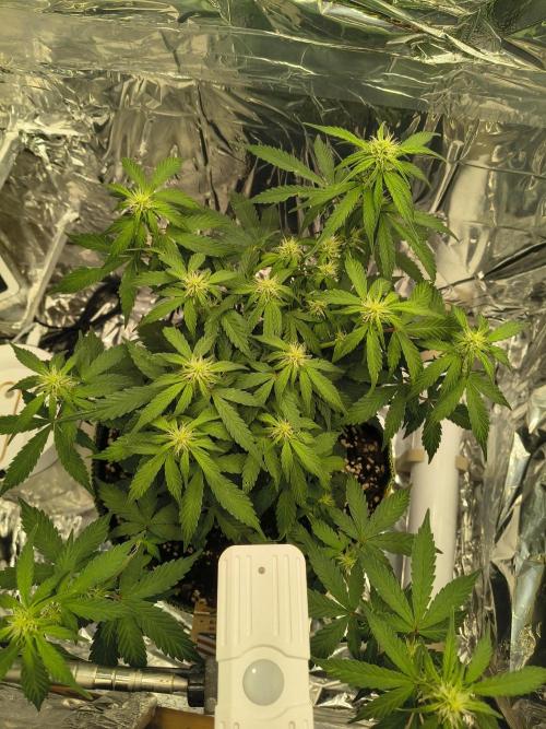 Blue Dream Auto. Week 6 - Day 42