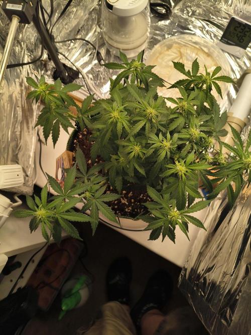 Blue Dream Auto. Week 6