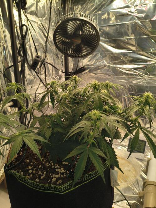 Blue Dream Auto. Week 6
