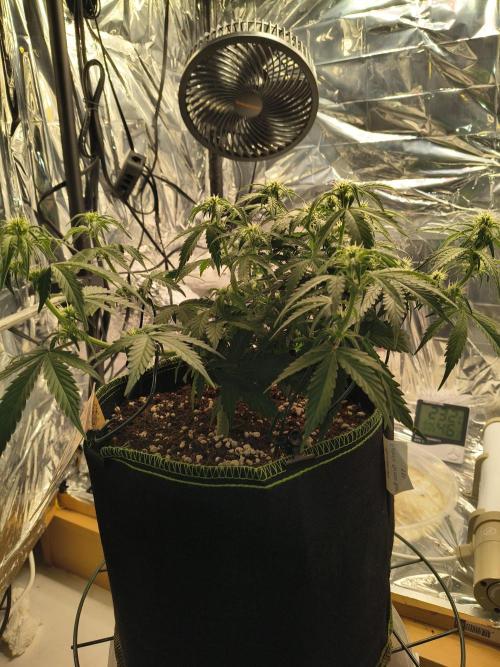 Blue Dream Auto. Week 6 - Day 41