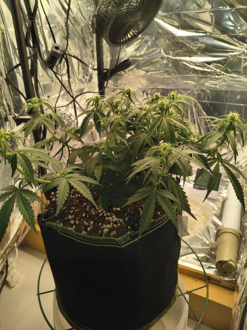 Blue Dream Auto. Week 6