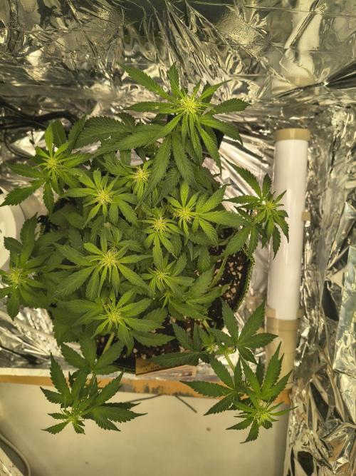 Blue Dream Auto. Week 6