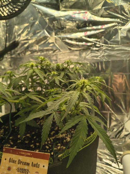 Blue Dream Auto. Week 6