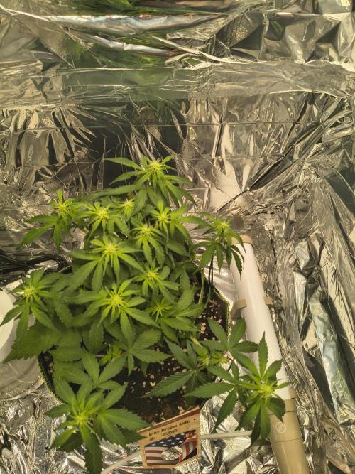 Blue Dream Auto. Week 6