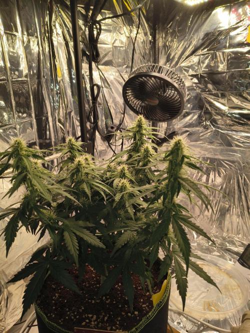 Blue Dream Auto. Week 7 - Day 49