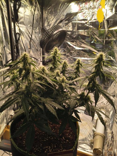 Blue Dream Auto. Week 7