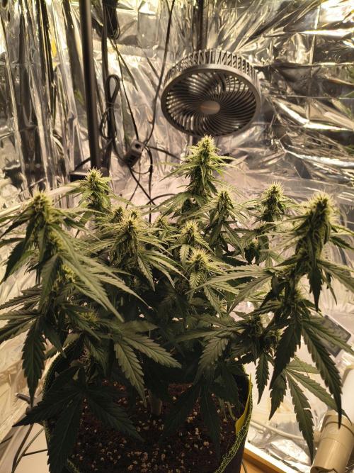 Blue Dream Auto. Week 7