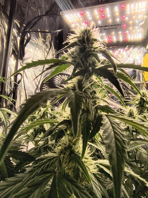 Blue Dream Auto. Week 7