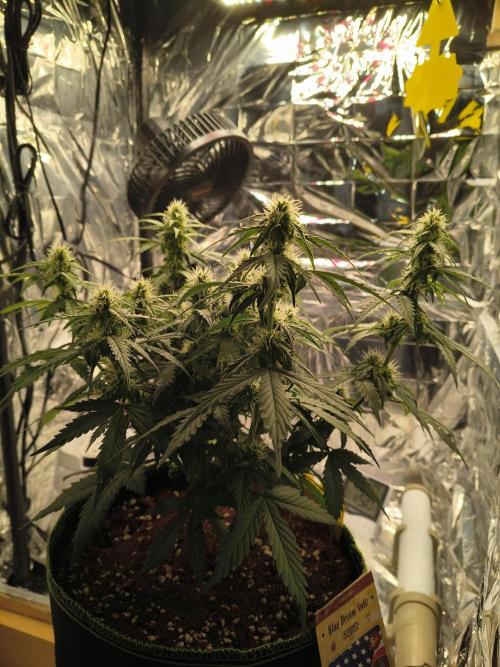 Blue Dream Auto. Week 7