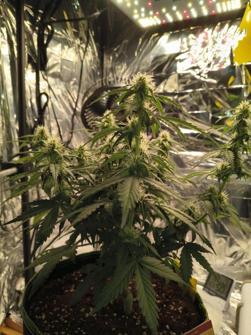 Blue Dream Auto. Week 7