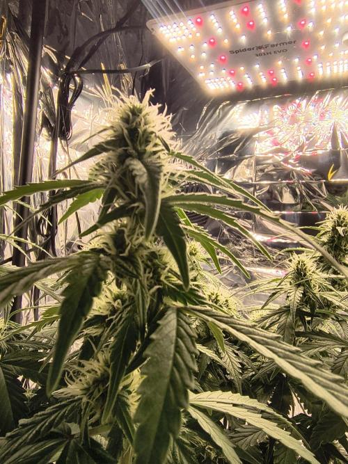 Blue Dream Auto. Week 7