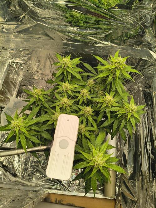 Blue Dream Auto. Week 8
