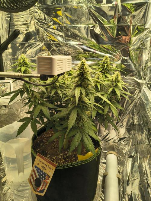 Blue Dream Auto. Week 8