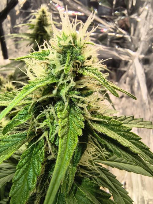 Blue Dream Auto. Week 8