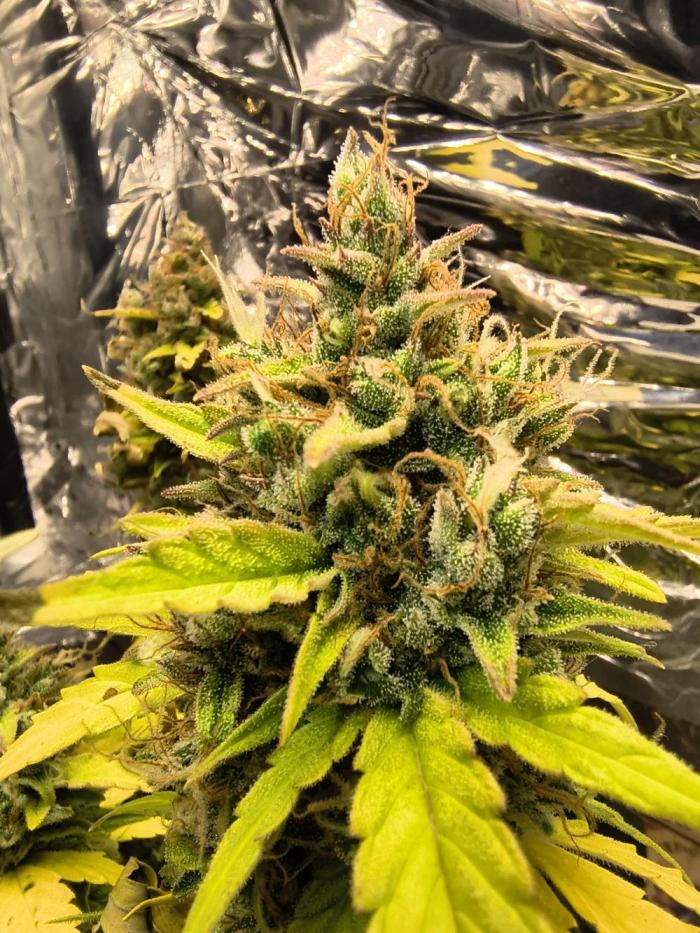 Blue Dream Auto. Week 10