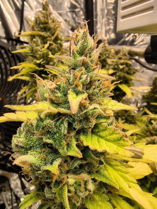 Blue Dream Auto. Week 11