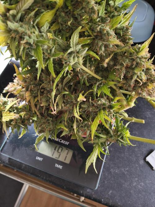 Blue Dream Auto. Week 12