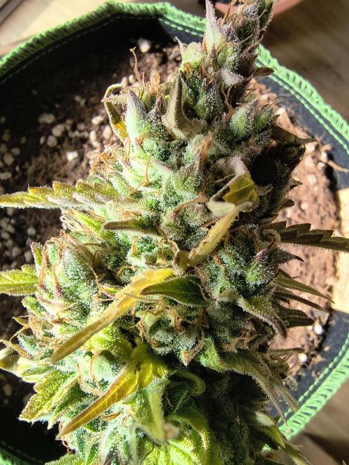 Blue Dream Auto. Week 12
