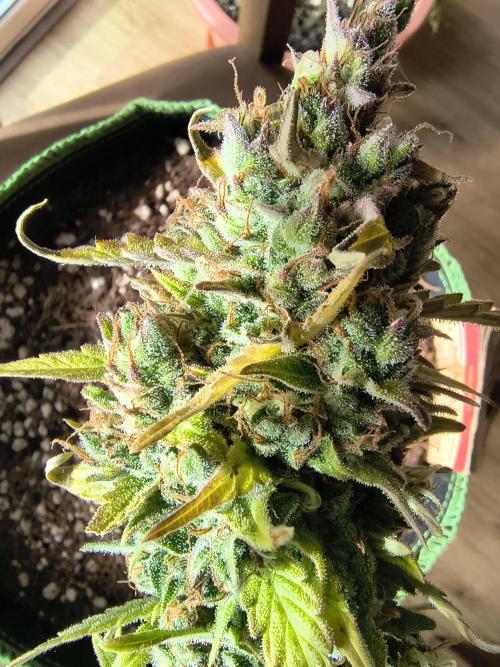 Blue Dream Auto. Week 12