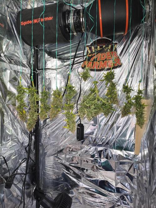 Blue Dream Auto. Week 12
