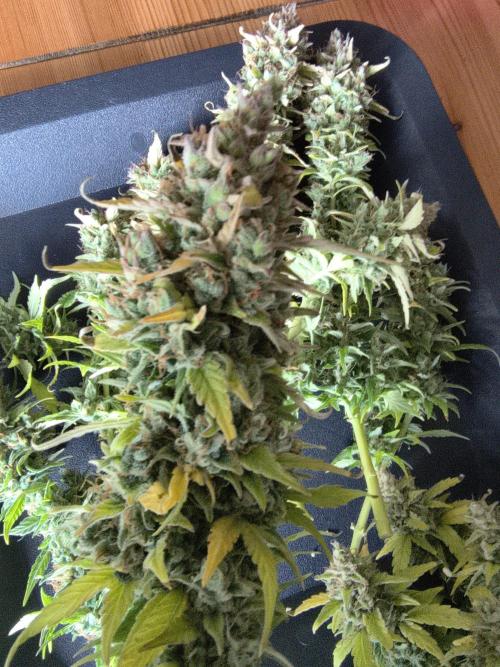 Blue Dream Auto. Week 12