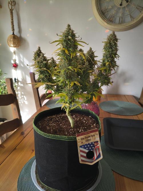 Blue Dream Auto. Week 12 - Day 82,??