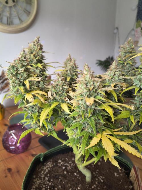 Blue Dream Auto. Week 12
