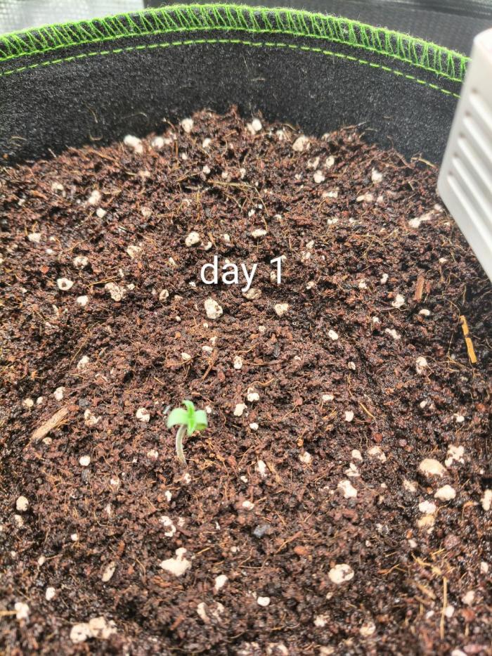 Last Grow of 2026: Canna-Cheese 1:1 Auto. Week 0