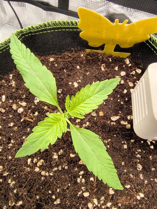 Last Grow of 2026: Canna-Cheese 1:1 Auto. Week 1 - Day 10