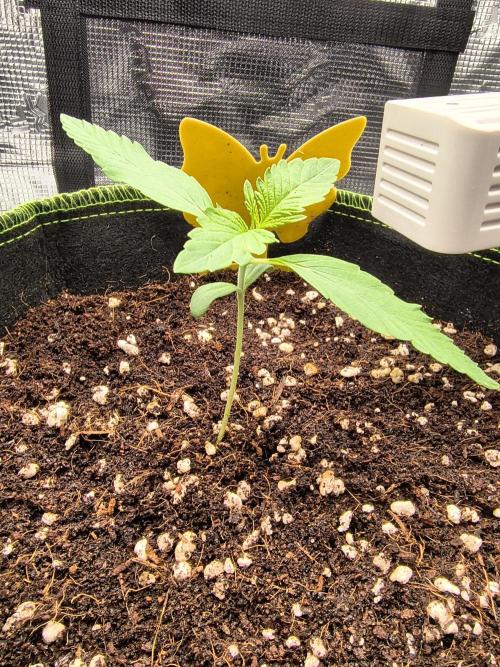 Last Grow of 2026: Canna-Cheese 1:1 Auto. Week 1 - Day 10