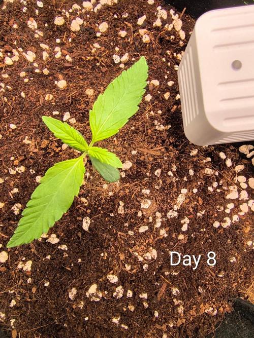 Last Grow of 2026: Canna-Cheese 1:1 Auto. Week 1